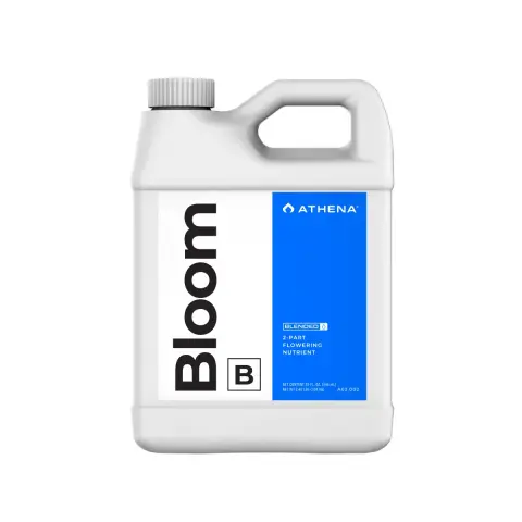 Athena Bloom B 32oz